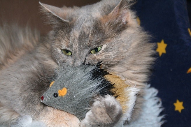 gatto topo