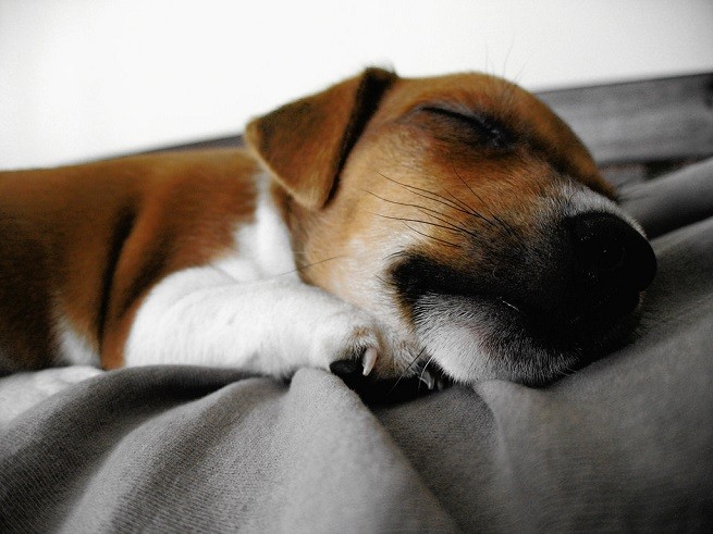 jack russell terrier