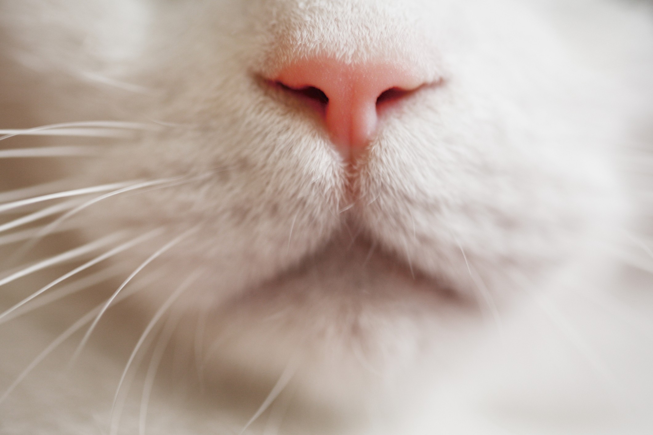 Gatto scomparso torna a casa