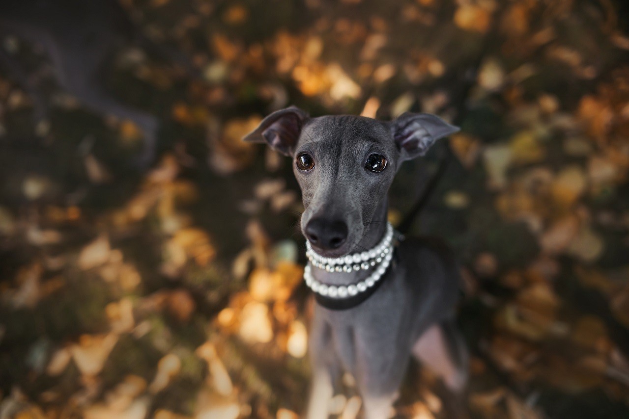Whippet