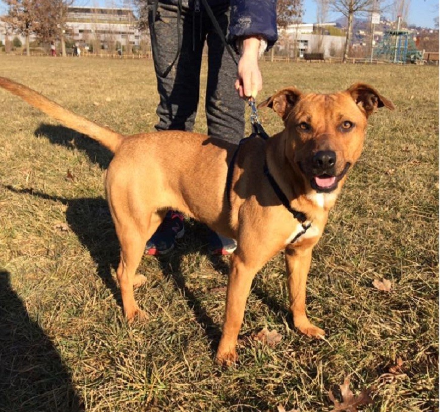 Adozioni animali Cane