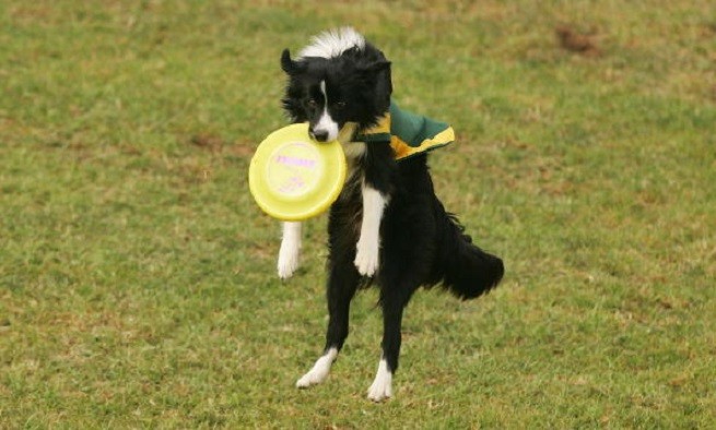 Border Collie