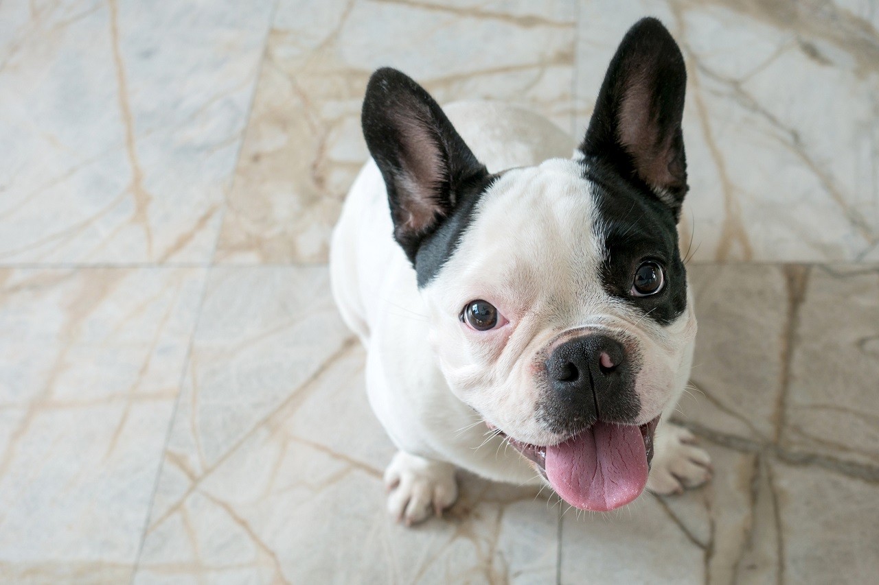 Bulldog francese