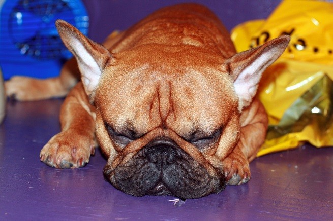 bouledogue francese