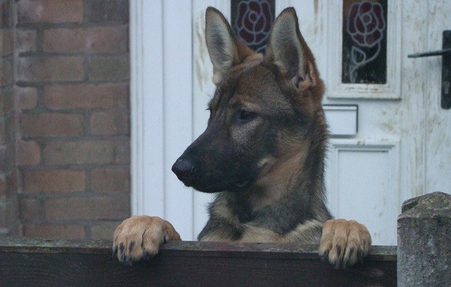 cane