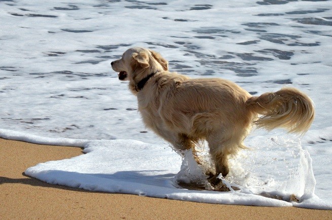 cane spiaggia