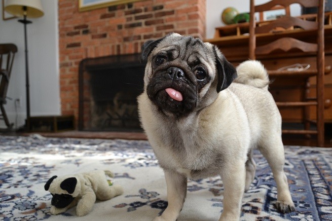 carlino