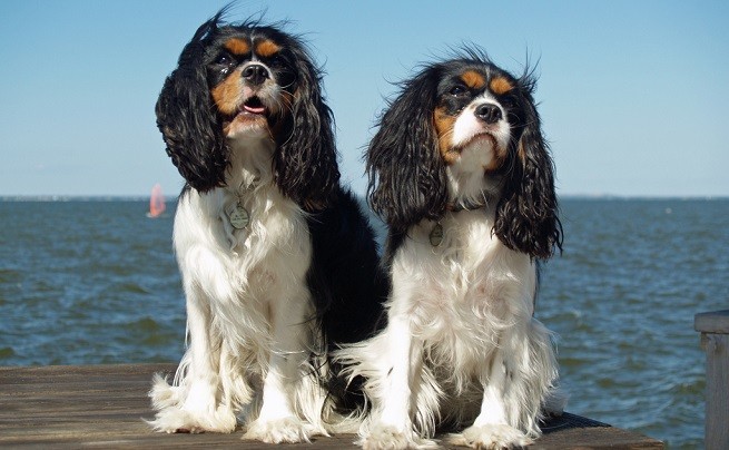 Cavalier King Charles Spaniel