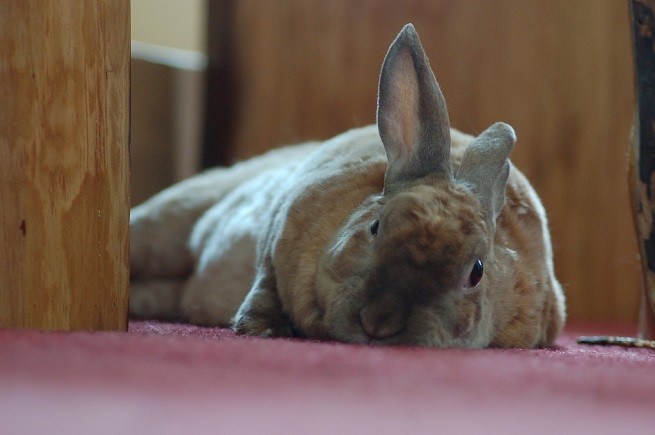 coniglio triste