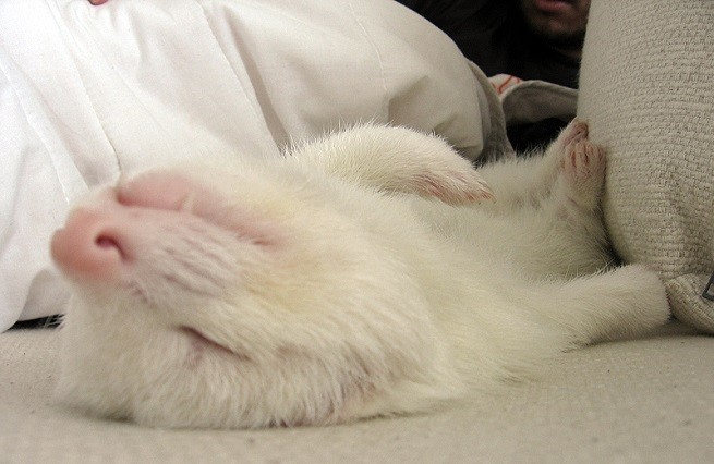 furetto