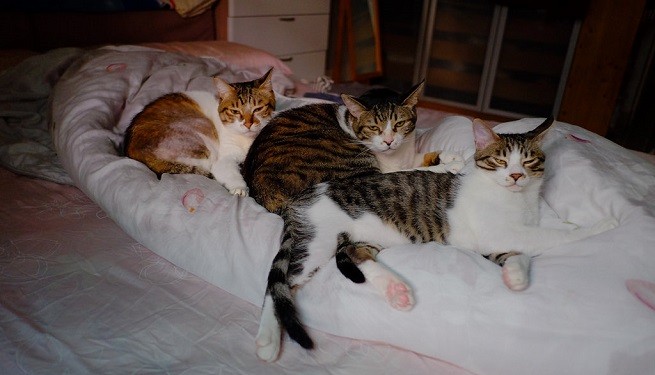 gatti