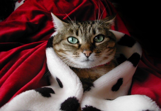 gatto