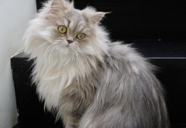 gatto persiano