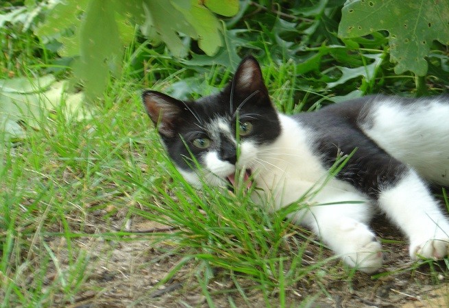 gatto prato