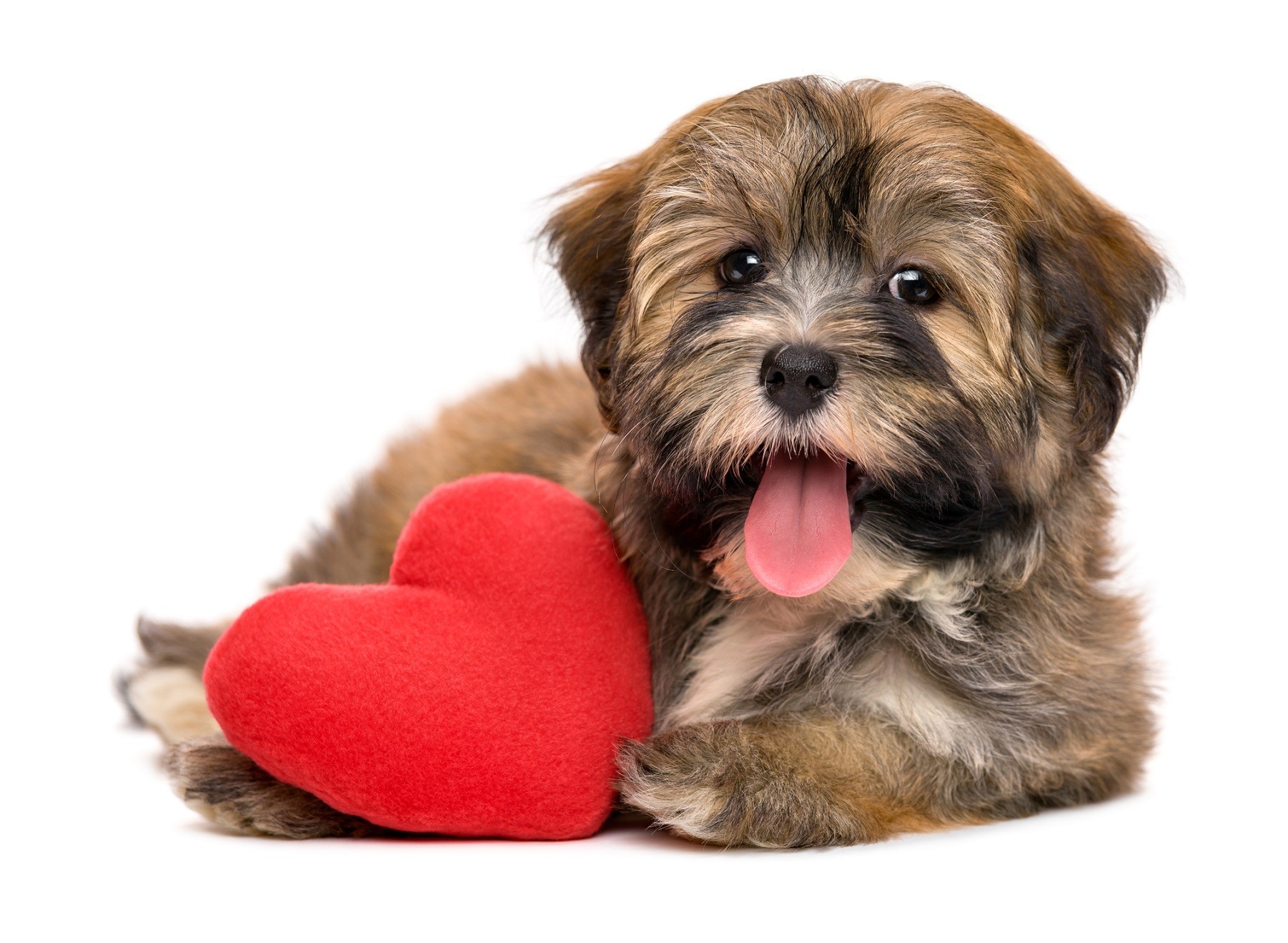 Cane cuore