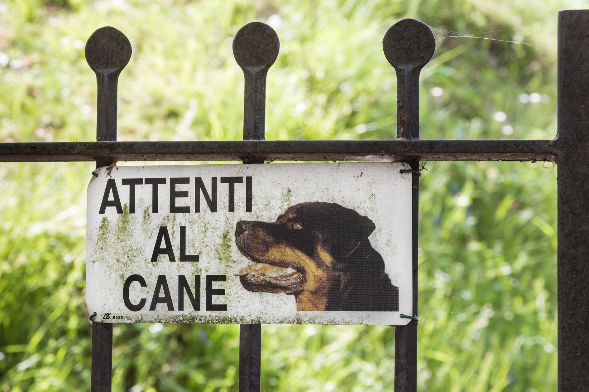 Cane Asti