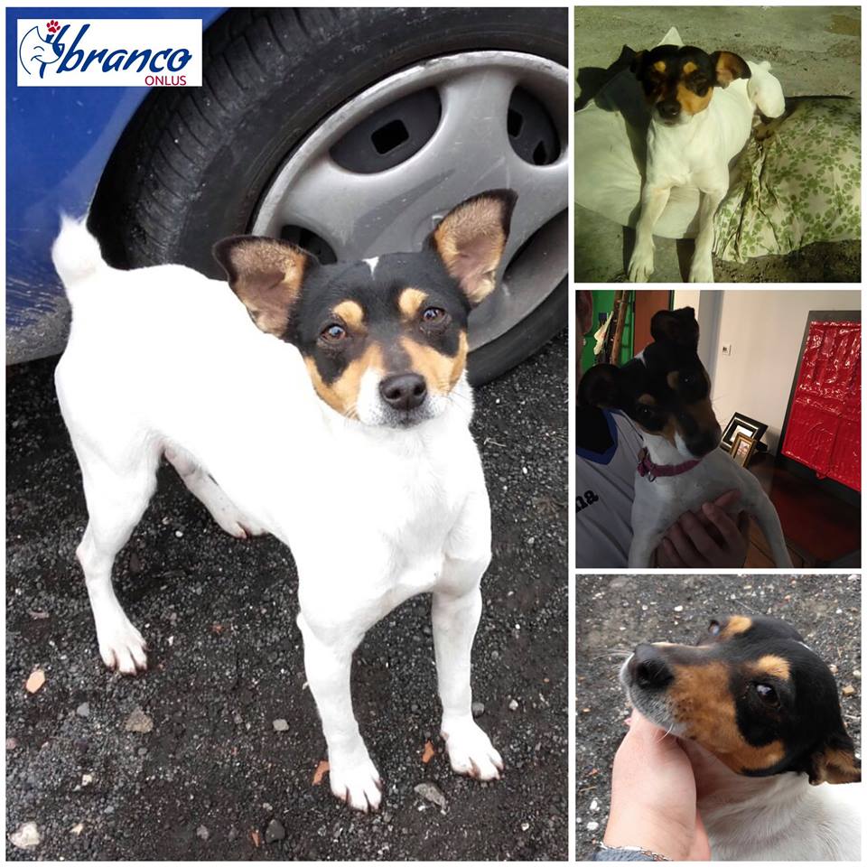 Adozioni animali su Petsblog Tina