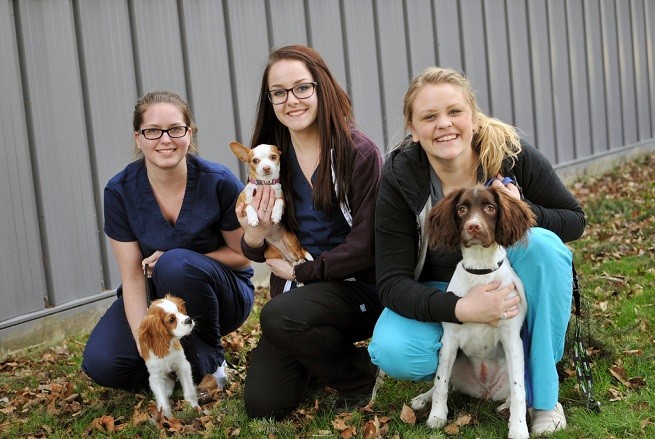 veterinari