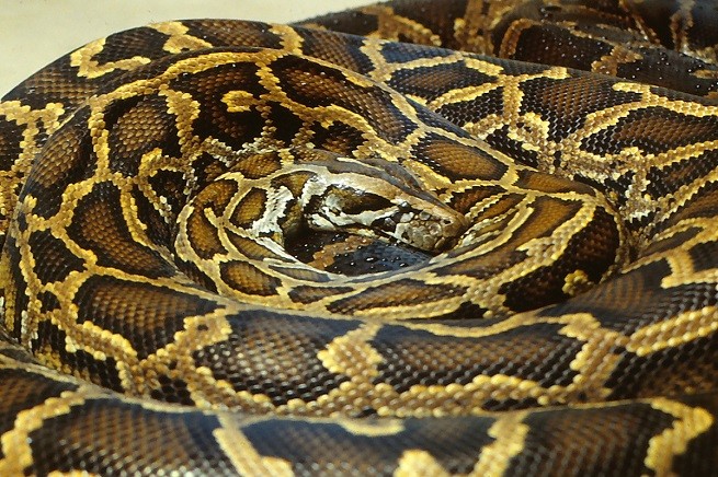 boa