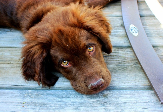 cane