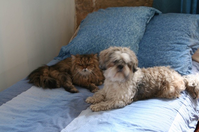 cane gatto