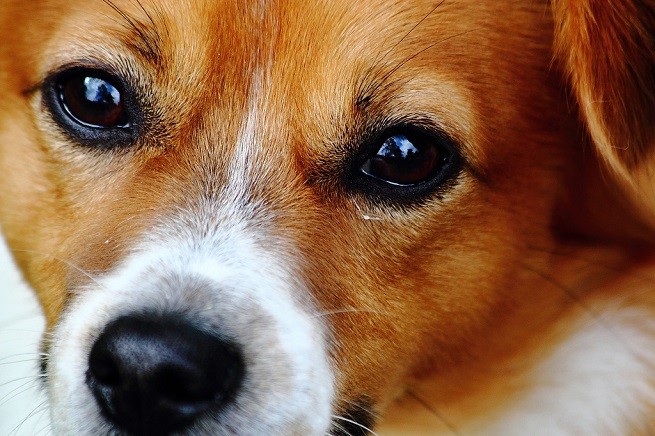 cani occhi