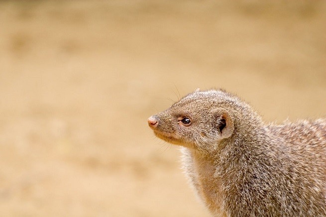 furetto
