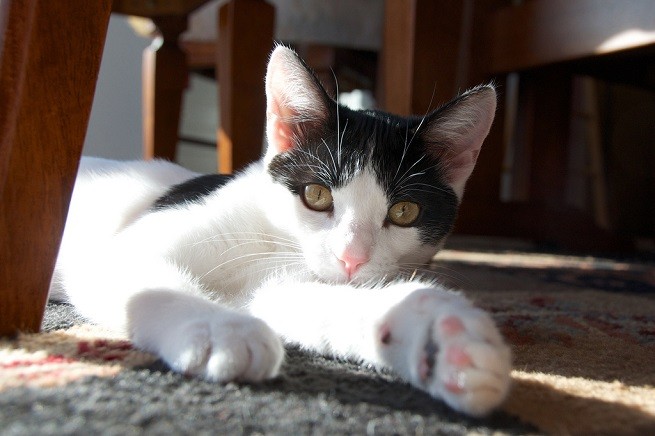 gatto