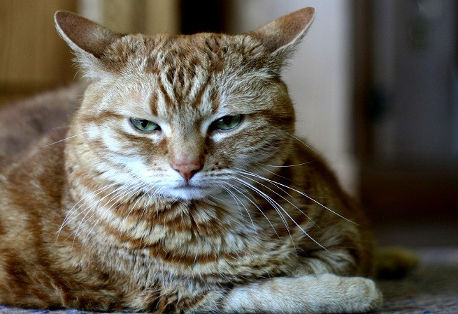 gatto