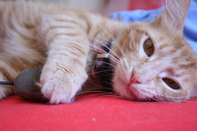 gatto