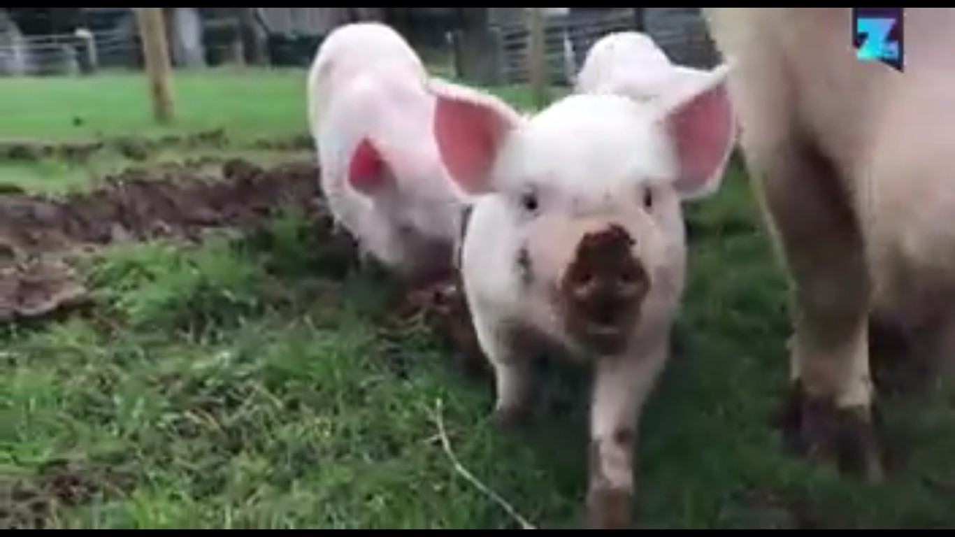 Maialini video