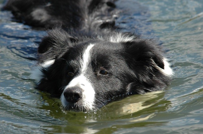 border collie