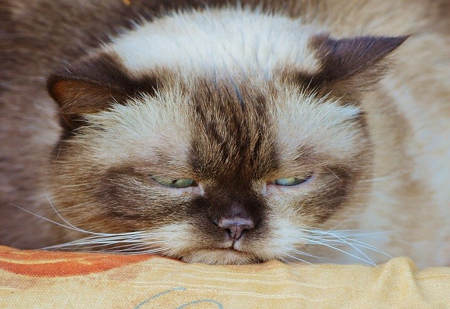 gatto