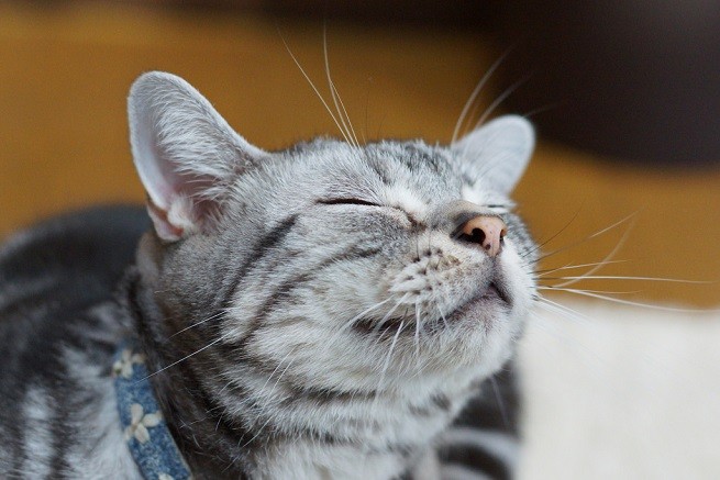 gatto