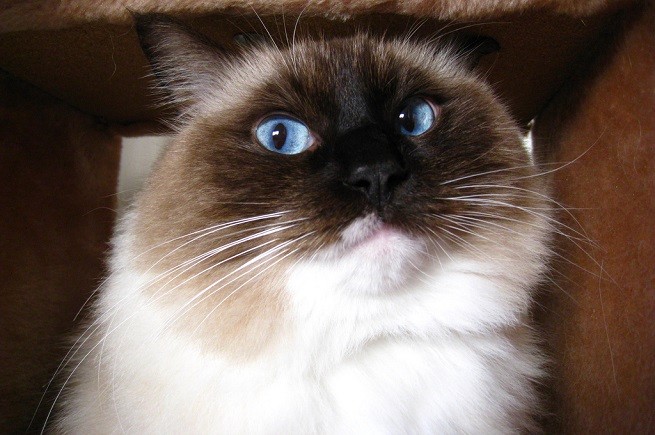gatto