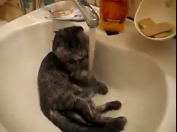 Gatto acqua