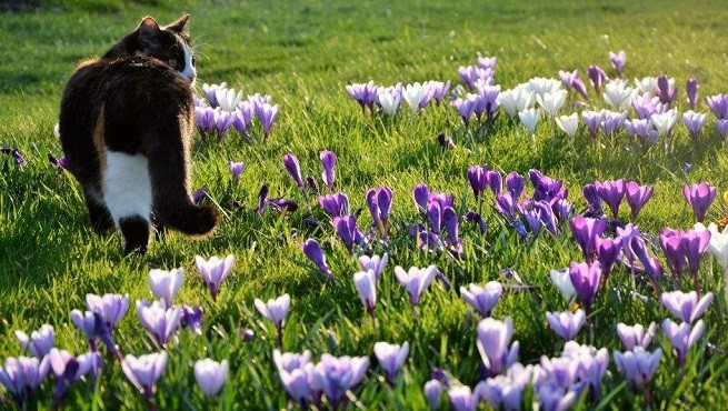 gatto prato