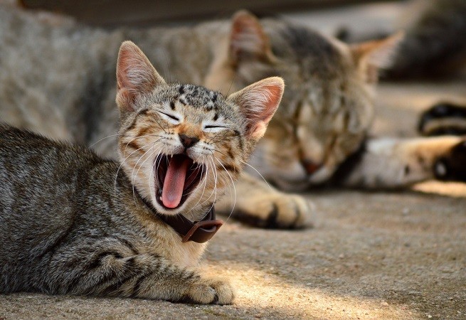 gatto relax