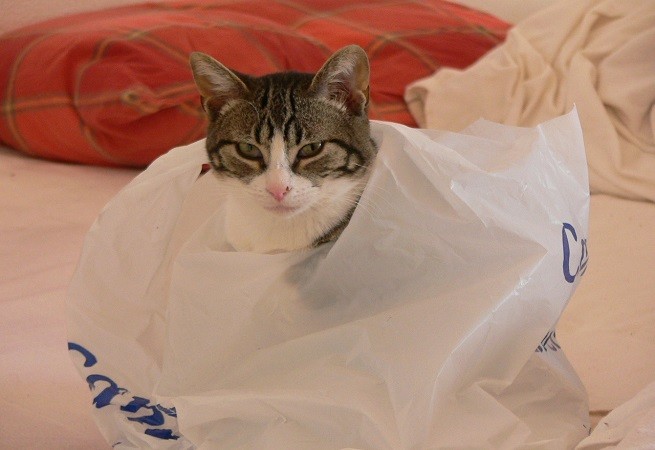 Gatto nel sacchetto di plastica