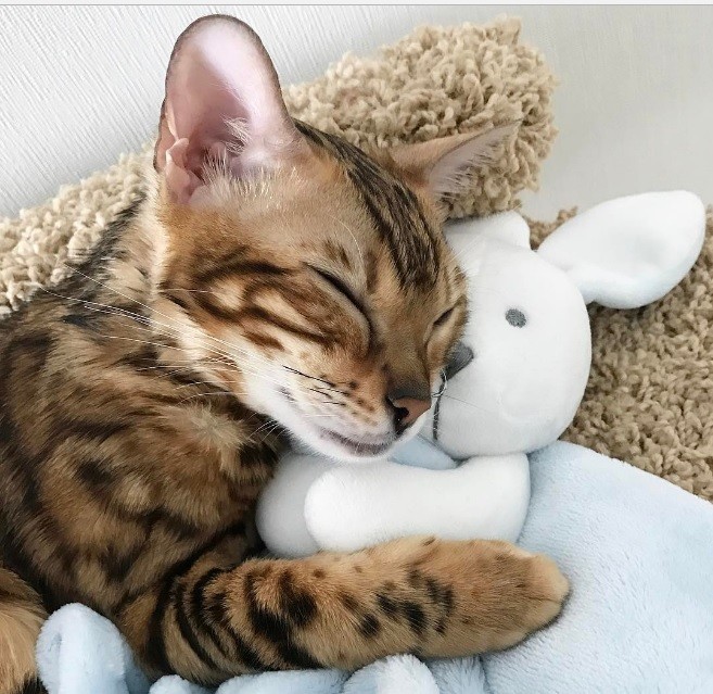 Angel gatto del bengala