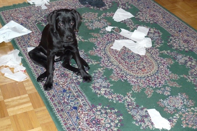 cane carta