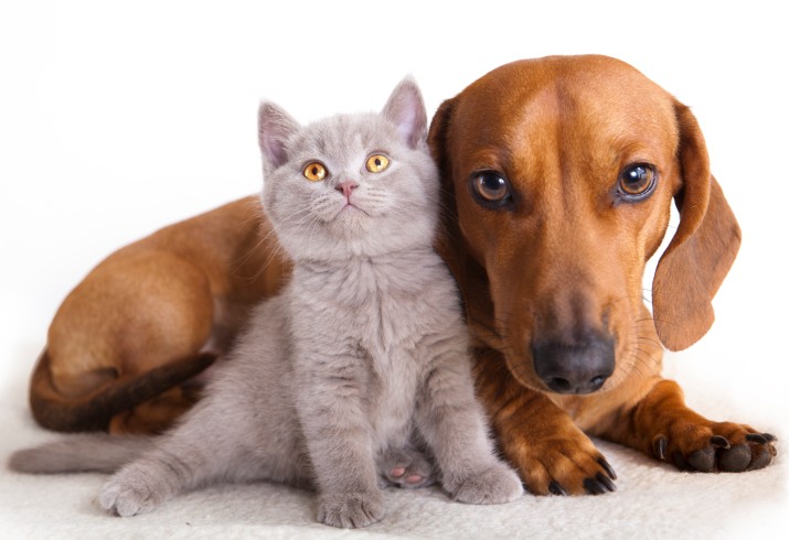 Cani e gatti