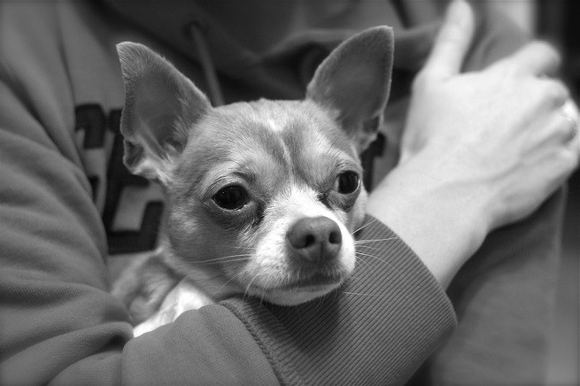 chihuahua