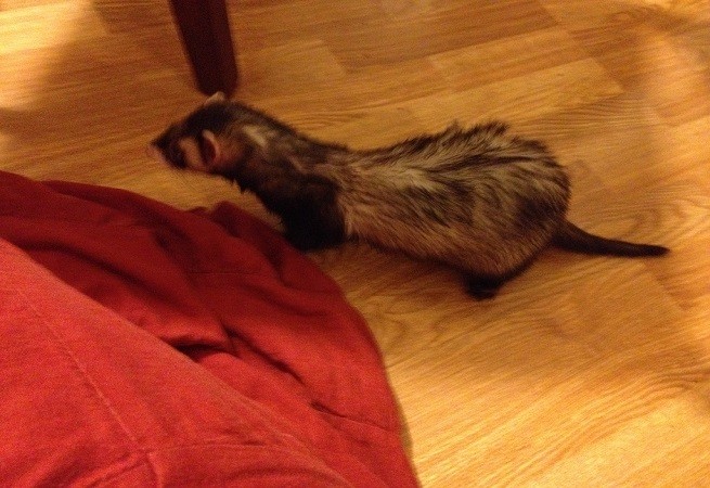 furetto