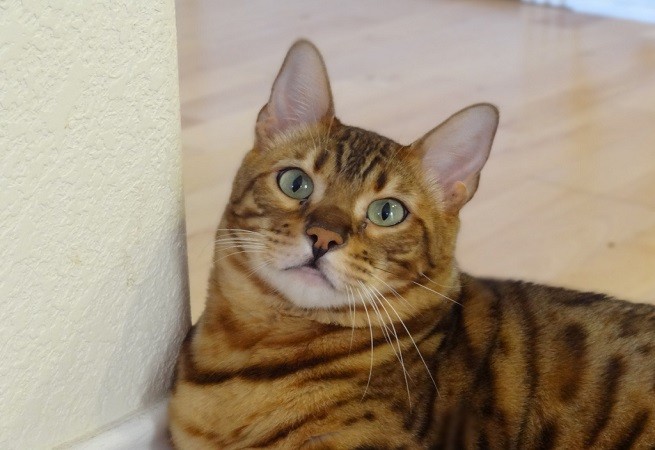 gatto