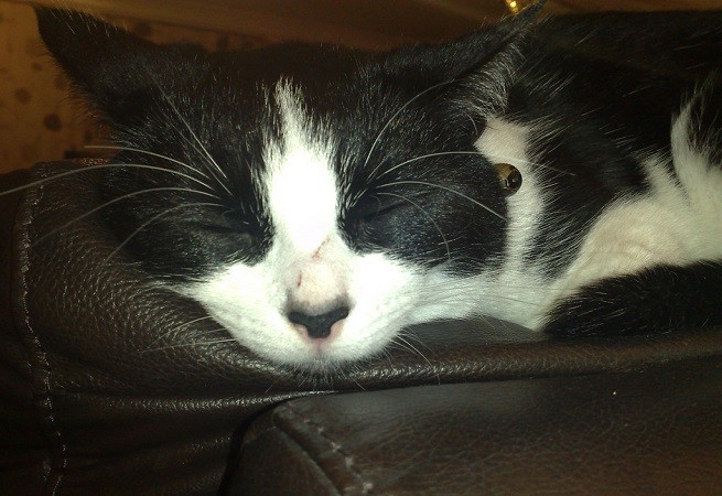 gatto