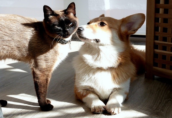 gatto cane