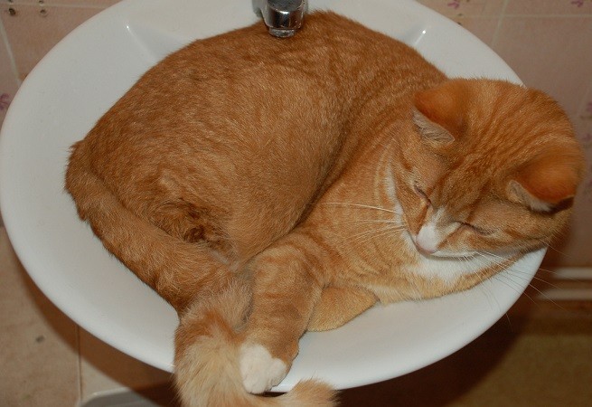 gatto lavandino
