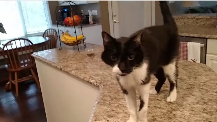Jack miao gatto