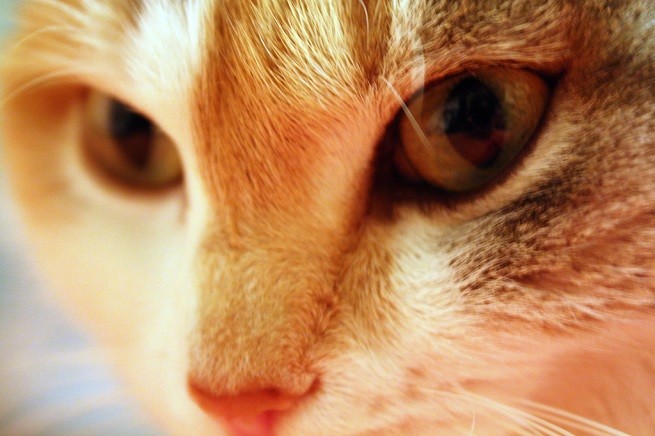 occhi gatto
